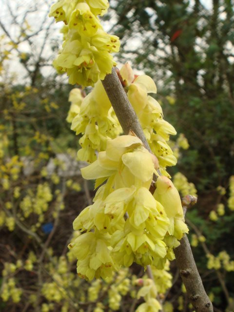Corylopsis spicata fleur